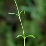 Petrorhagia dubia Leaf