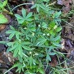 Potentilla alba Folha