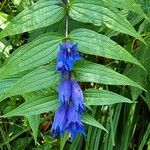 Gentiana asclepiadeaКвітка