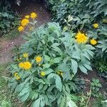 Rudbeckia laciniata Staniste