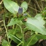 Gentiana clausa Frucht