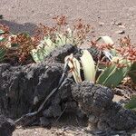 Welwitschia mirabilis Kwiat