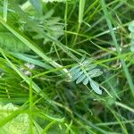 Cardamine pratensis Fuelha