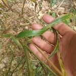 Lolium giganteum Leaf