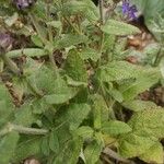 Salvia sylvestris Leaf
