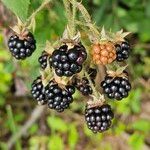 Rubus fruticosus फल