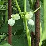 Phaseolus vulgaris Kukka