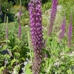 Teucrium hircanicum Flower