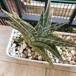 Aloe variegata Φύλλο