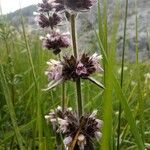 Stachys alpina Flower