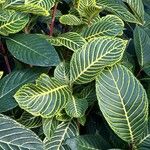 Sanchezia oblonga Leaf
