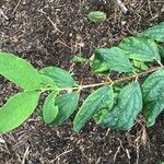 Philadelphus inodorus Blad