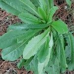 Lactuca virosa Blatt