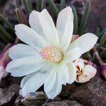 Lewisia rediviva Blomst