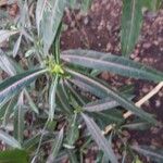 Barleria lupulina 叶