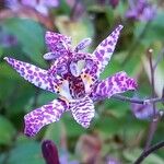 Tricyrtis hirtaFlors