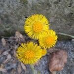 Tussilago farfara Flor