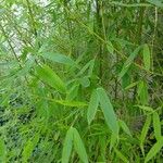 Phyllostachys aurea Іншае