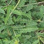 Astragalus hypoglottis Blad