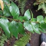 Cephalanthus occidentalis Leaf