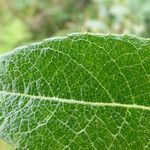 Salix hookeriana Leaf