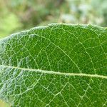 Salix hookeriana Hoja