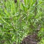 Rosmarinus officinalis Blad