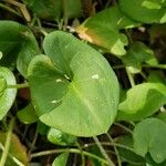 Arisarum simorrhinum Blad