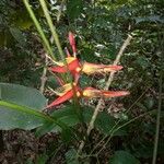 Heliconia tortuosa Floare