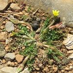 Hyoseris scabra Fleur