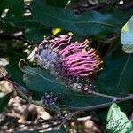 Grevillea macleayana Blüte