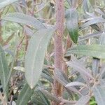 Olea europaea Leaf