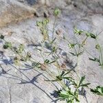Potentilla virgata Fruto