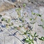 Potentilla virgata Frutto