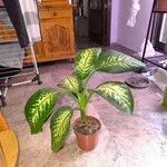 Dieffenbachia seguine List