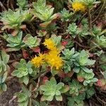 Sedum palmeriFlower