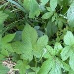 Humulus scandens 叶