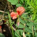 Indigofera brevicalyx Flower