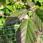 Rubus questieri Blad