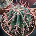 Ferocactus latispinus Лист