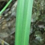 Carex excelsa Hoja