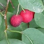 Cotoneaster multiflorus Gyümölcs