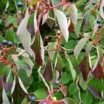 Cornus alternifolia Meyve