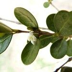 Fernelia buxifolia Õis