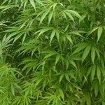 Cannabis sativa Агульны выгляд