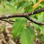 Prunus pensylvanica Bark