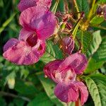 Impatiens glandulifera花