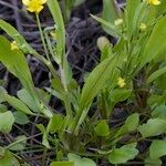 Ranunculus ophioglossifolius Libunga