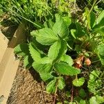 Fragaria virginiana Blad