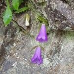 Campanula wanneri Bloem